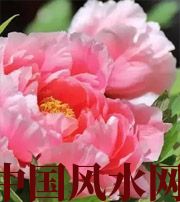 衡水预示你财运上升，姻缘可成的梦境，快来看看吧！