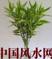 衡水十二生肖养什么植物最旺财运？你知道吗！