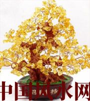 衡水买了招财植物却不能发财，是方位摆错了！